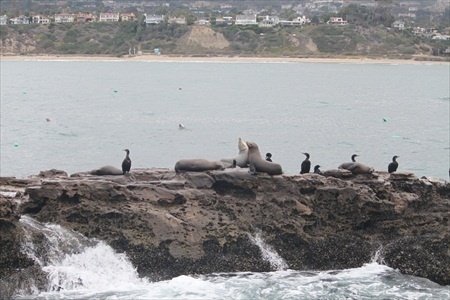 seal_rock_seals