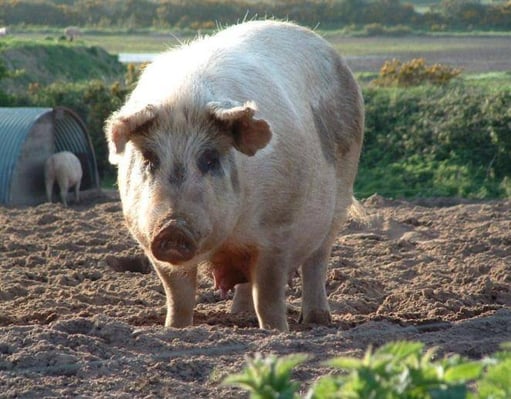 How To Make Pigs Fly In Two Easy Steps | Business Leadership Skills For Slothful Employees Business Leadership Skills For Slothful Employees,Business Leadership Skills