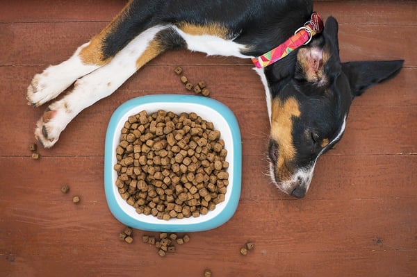 sleeping-dog-food-bowl-wes-schaeffer